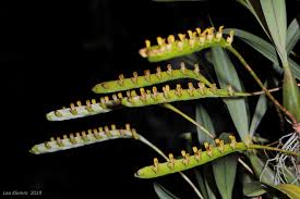 Image result for Bulbophyllum falcatum