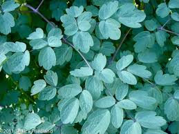 Image result for Thalictrum