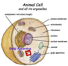 Where Is The Ribosome Located In An Animal Cell