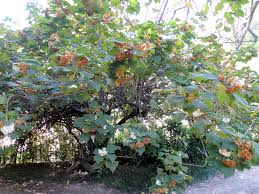 Image result for Dombeya