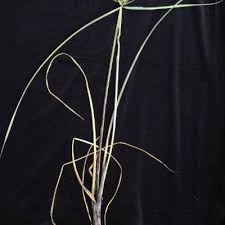 Image result for Pycreus unioloides