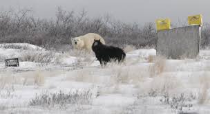 Naturally, in our commitment to running the world's greatest nature journeys, the nat hab/great white bear team possesses one of these permits. The Polar Bear Capital Of The World Outside Online