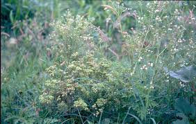 Image result for Parthenium
