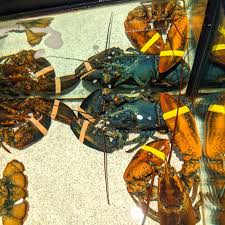 A rare calico lobster was rescued from a red lobster. Incredibly Rare Blue Lobster Saved From Certain Death By Red Lobster Employees Abc News