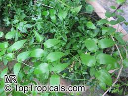 Image result for Asparagus asparagoides