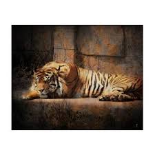 Sleeping Tiger by Jai Johnson