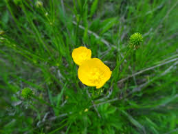 Image result for Ranunculus oreophytus