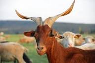 Rove Goat - Breed Profile - Backyard Goats