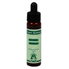 Red Orange Epiphyllum 10 Ml Stock Desert Alchemy
