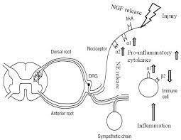 The Sympathetic Nervous System Sns And Pain Inflammation Activates Download Scientific Diagram