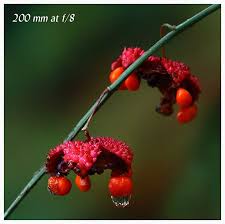 Kok bisa di halte comment from : Bokeh With A Large F Stop Vs Small F Stop Confused Beginners Questions Forum Digital Photography Review