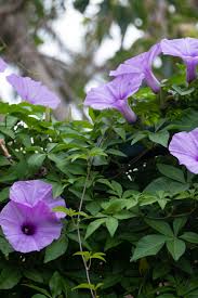 Image result for Ipomoea ephemera