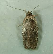 Image result for Oenanthe procumbens