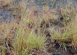 Image result for Hyparrhenia gazensis