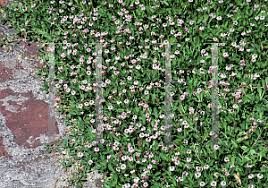 Image result for Ficalhoa laurifolia