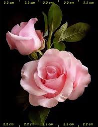 Check spelling or type a new query. Como Dibujar Una Rosa Cuadricula Pintar Al Oleo