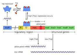Operon Definition Structure And Function Biology Dictionary