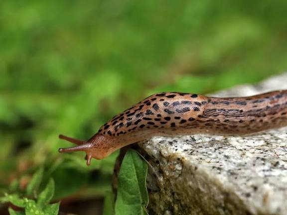 The truth about garden slugs and how you can help control them | Gardens Illustrated