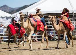 When i arrived in virginia city in 2014, the races had just concluded. Adam Gaudette Left Races A Camel During The First Day Of The 59th Annual International Camel Ostrich Races In Virginia City On Friday Sept 7 2018 Chase Stevens Las Vegas Review Journal