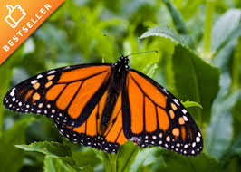 With mountains to the east and pacific shore to the west, the diversity of the state is unmatched in mexico. Schmetterlinge Valle De Bravo Mexiko Tagestour Buenos Dias Mexico