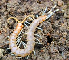 That the roman catholic church would become separate from state affairs but would remain as the official religion. Lipan Definition And Synonyms Of Lipan In The Malay Dictionary