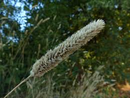 Image result for Phalaris