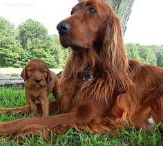 Shadowfax has been breeding gordons for over 40 years. 900 Irish Setter Ideas In 2021 Irish Setter Irish Irish Setter Dogs