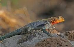 Agama (lizard) - Wikipedia