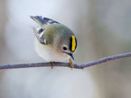 Small Yellow Bird With Black And White Wings Goldcrest Ebird Tiny Bird Colorful Birds Black Wings