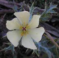 Image result for Argemone ochroleuca