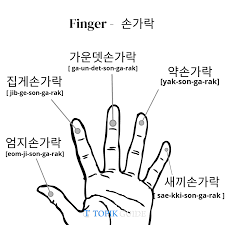 ⬤ pictures of body parts vocabulary with pronunciations. Complete List Of Body Parts Vocabulary In Korean Topik Guide