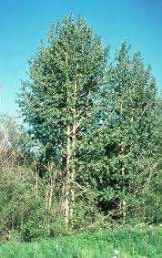 Balsam poplar (populus balsamifera l.). Balsam Poplar Black Poplar Trees Of Manitoba Inaturalist