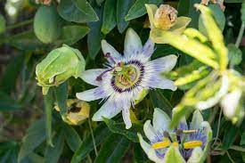 Botanical Bliss Green Synergy Indiegogo Passion Flower Botanical Green