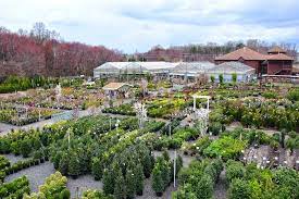 Plants Garden Center Garden Nursery Plants