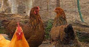 H10n3 is a subtype of the avian influenza virus, which is lethal to wild birds and poultry, and can spread by air among animals through breathing just like the normal flu. First Human Case Of H10n3 Bird Flu Confirmed In China But Says It S Highly Unlikely To Spread Widely Among People Cbs News