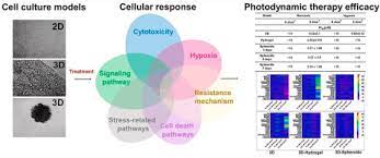 We offer detailed, color calibrated and affordable technologies for cultural institutions such. Modeling The Photodynamic Effect In 2d Versus 3d Cell Culture Under Normoxic And Hypoxic Conditions Sciencedirect