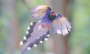 Identify birds in north america for bird watching or as a bird guide. Birds With Fancy Tail Feathers Magazines Dawn Com