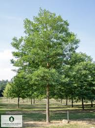 Image result for Robinia