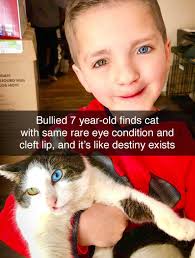 ♥ ♥ ♥ Read the story:  https://coleandmarmalade.com/2018/03/29/purrfectly-matched-soul-mates-rescue-each-other/