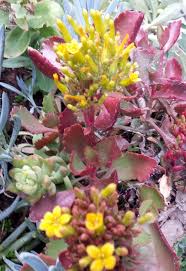 Image result for Kalanchoe lateritia