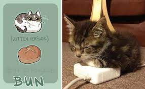 Stay tuned for more free drawing lessons by: Artist Proves Cats Are More Bread Than You D Think Bored Panda