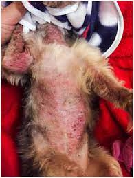 Drug Reaction Caused By Clavulanate Amoxicillin In Dogs Report Of Two Cases Medcrave Online