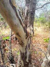 Image result for Cleistochlamys kirkii