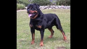 L'un des chiens les plus intelligents : Top 20 Des Plus Beaux Chiens Du Monde Youtube