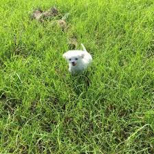 We have handpicked our adults to produce the best shih tzu. Maltese Shih Tzu Puppies For Sale In Orlando Florida Classified Americanlisted Com