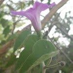 Image result for Ipomoea rubens