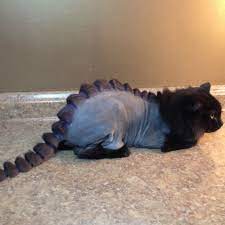 I've taken her to the groomer every summer for about 5 years and for oh man i love this kitty. The Lion Cut 65 Includes Style And Shampoo