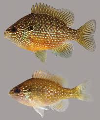 Dark to light olive background, distinctive. Dollar Sunfish Discover Fishes