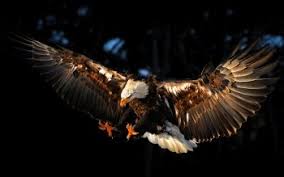 United states flag eagle wallpaper. 340 Bald Eagle Hd Wallpapers Background Images