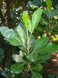 Image result for Searsia lucida